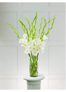 White Gladiolus Bouquet